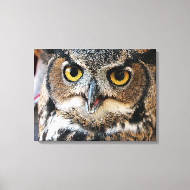 Great Horned Owl (Bubo virginianus) Canvas Print (Front)