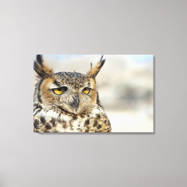 Great Horned Owl (Bubo virginianus), captive Canvas Print (Front)