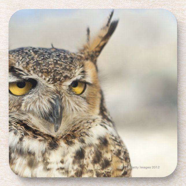 Great Horned Owl (Bubo virginianus), captive Drink Coaster (Front)