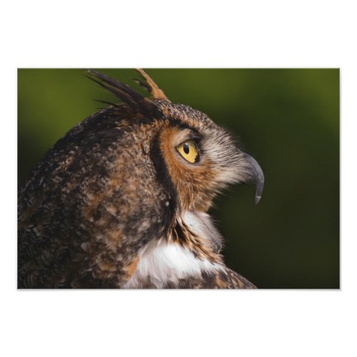 Great Horned Owl Bubo virginianus captive Photo Print