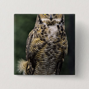 Great Horned Owl (Bubo virginianus), full body Button