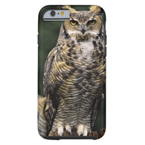 Great Horned Owl Bubo virginianus full body Tough iPhone 6 Case