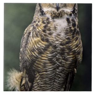 Great Horned Owl (Bubo virginianus), full body Ceramic Tile
