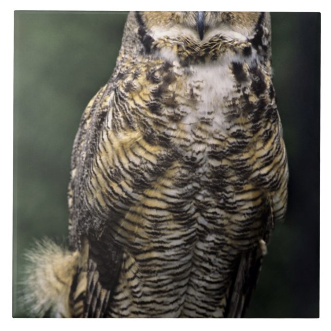 Great Horned Owl (Bubo virginianus), full body Ceramic Tile (Front)