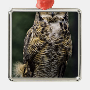 Great Horned Owl (Bubo virginianus), full body Metal Ornament