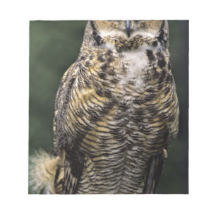 Great Horned Owl (Bubo virginianus), full body Notepad