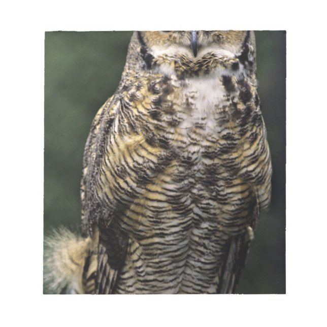 Great Horned Owl (Bubo virginianus), full body Notepad (Front)