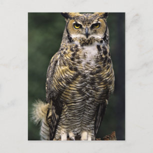 Great Horned Owl (Bubo virginianus), full body Postcard