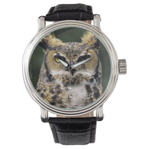 Great Horned Owl (Bubo virginianus), full body Watch
