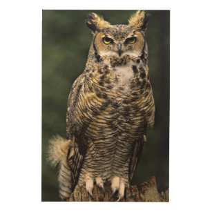 Great Horned Owl (Bubo virginianus), full body Wood Wall Art