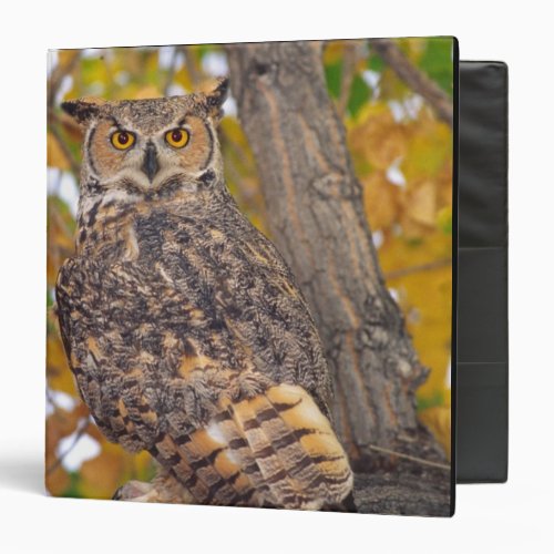 Great Horned Owl Bubo virginianus Native to Binder