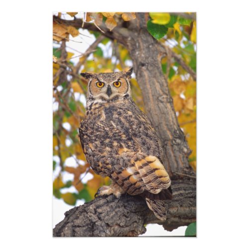 Great Horned Owl Bubo virginianus Native to Photo Print