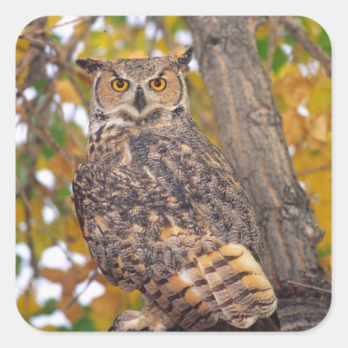 Great Horned Owl Bubo virginianus Native to Square Sticker
