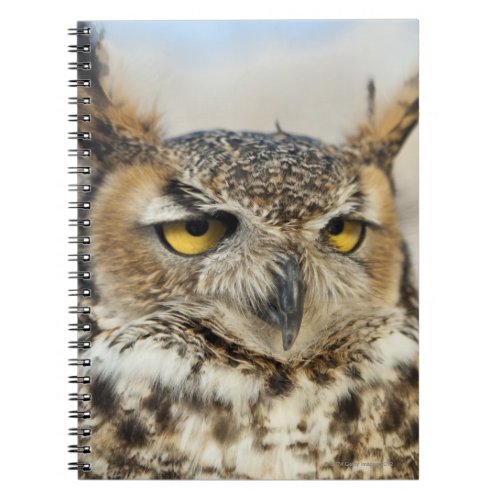 Great Horned Owl Bubo virginianus Notebook