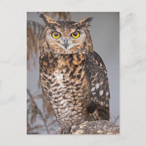 Great Horned Owl Bubo virginianus Postcard