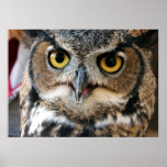 Great Horned Owl (bubo Virginianus) Poster at Zazzle