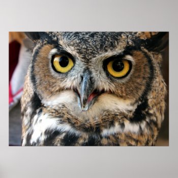 Great Horned Owl (bubo Virginianus) Poster by JeanC_PurpleDucky at Zazzle
