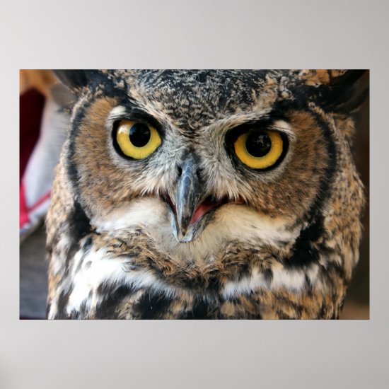 Great Horned Owl (Bubo virginianus) Poster