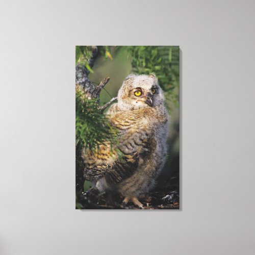 Great Horned Owl Bubo virginianus young in Canvas Print