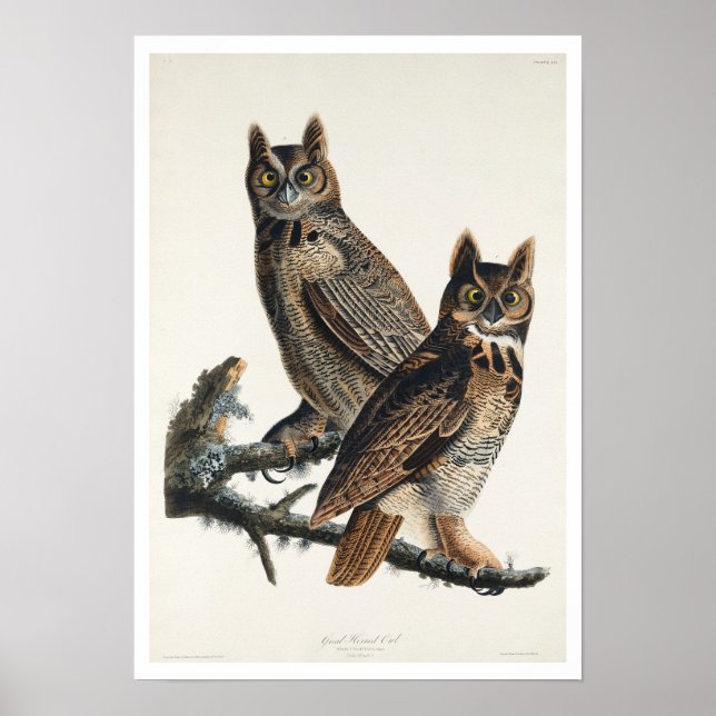 Great Horned Owl by Audubon Poster (Front)
