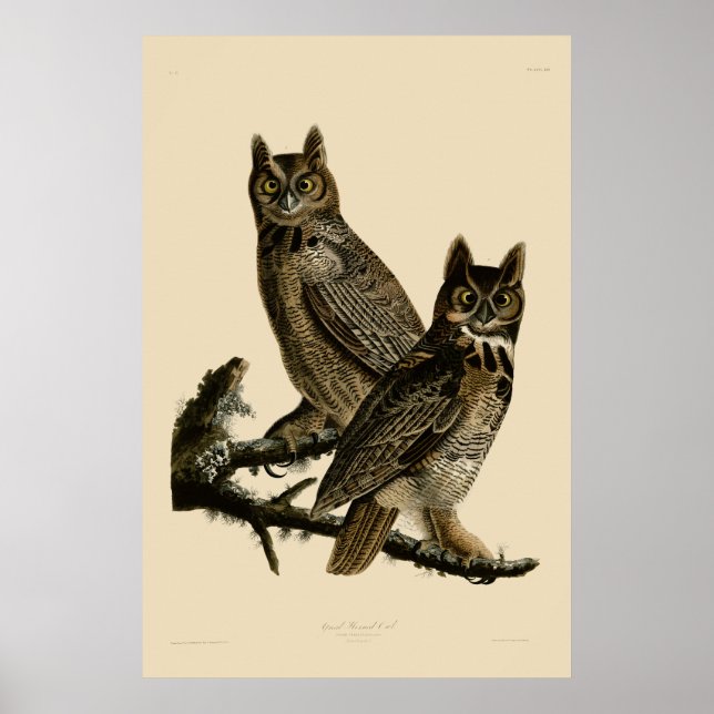 Great Horned Owl by John James Audubon Poster (Front)