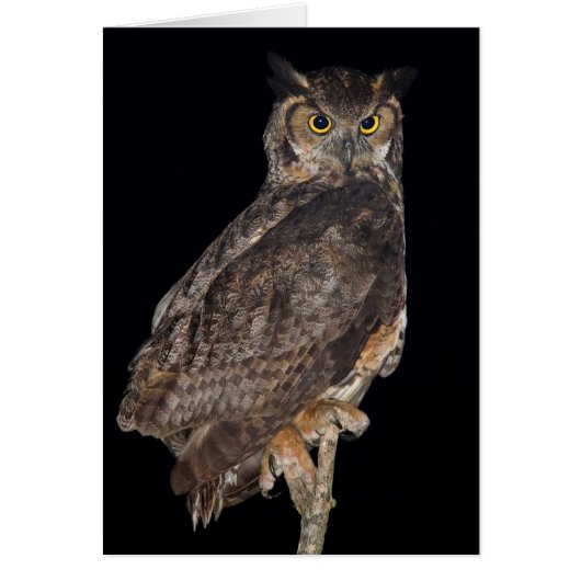 Great Horned Owl Cards (Front)