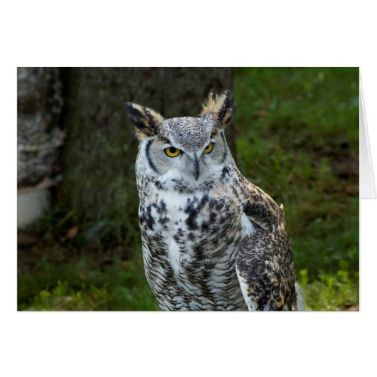 Great Horned Owl Cards (Front Horizontal)
