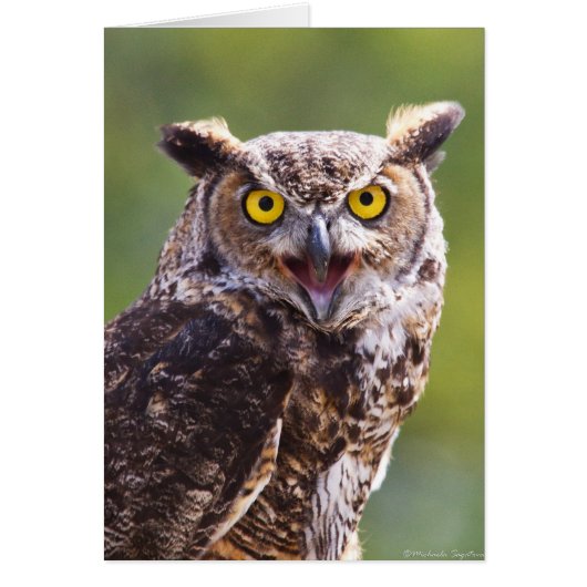 Great Horned Owl Cards (Front)
