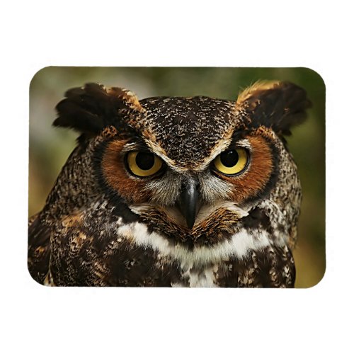 Great Horned Owl Close Up Flexible Photo Magnet