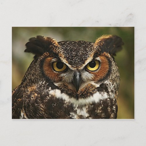 Great Horned Owl Close Up Postcard