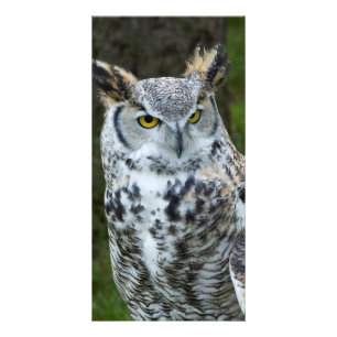 Great Horned Owl Closeup Card