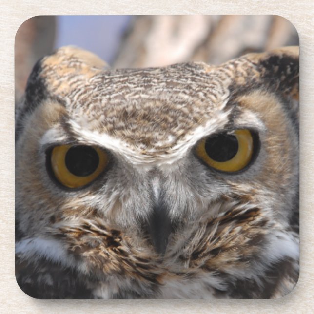 Great Horned Owl Coaster (Front)