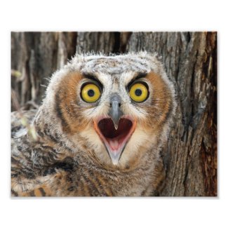 Great Horned Owl Fledgling Photo Print