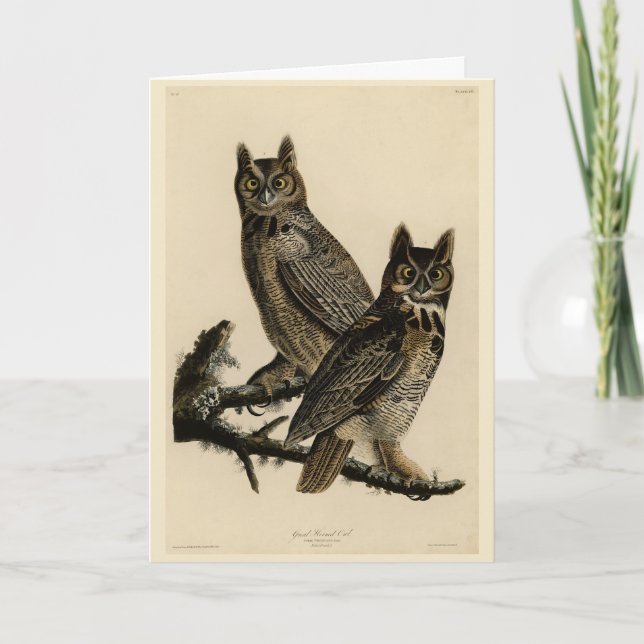 Great Horned Owl from Audubon's Birds of America Card (Front)