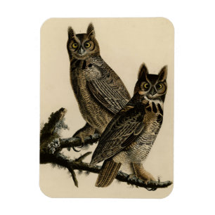 Great Horned Owl from Audubon's Birds of America Magnet