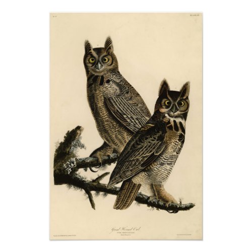 Great Horned Owl from Audubons Birds of America Photo Print