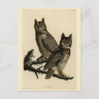 Great Horned Owl from Audubon's Birds of America