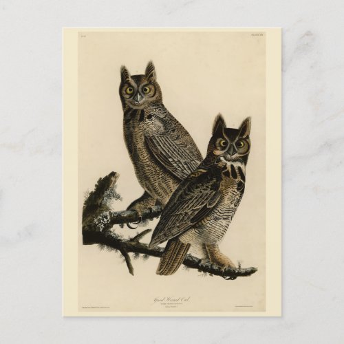 Great Horned Owl from Audubons Birds of America Postcard