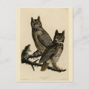 Great Horned Owl from Audubon's Birds of America Postcard