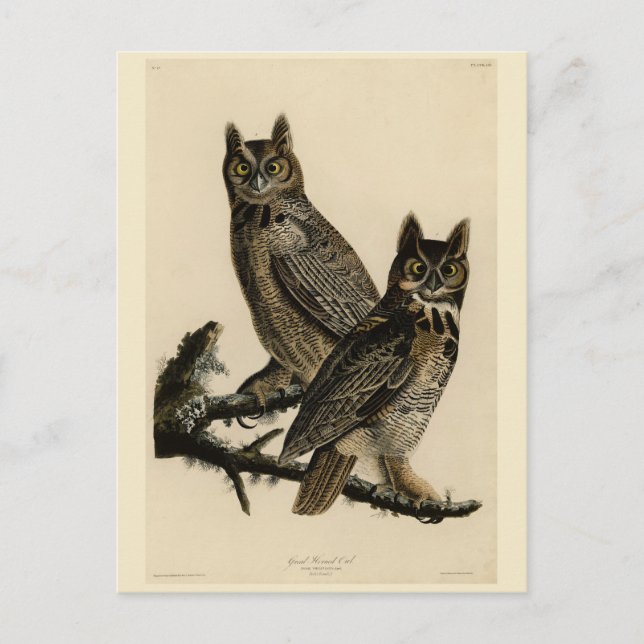 Great Horned Owl from Audubon's Birds of America Postcard (Front)