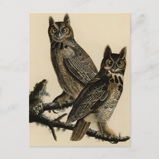 Great Horned Owl from Audubon's Birds of America Postcard (Front)