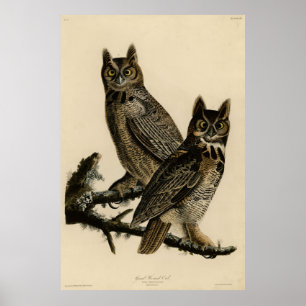 Great Horned Owl from Audubon's Birds of America Poster