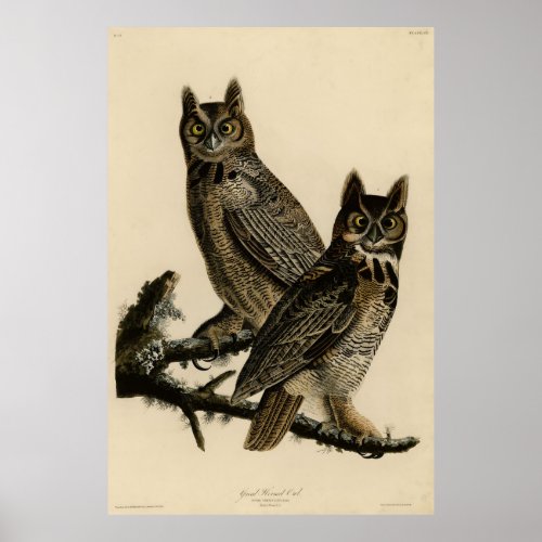 Great Horned Owl from Audubons Birds of America Poster