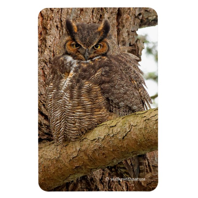 Great Horned Owl in the Douglas Fir Magnet (Vertical)