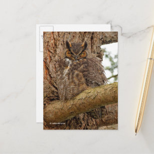 Great Horned Owl in the Douglas Fir Postcard
