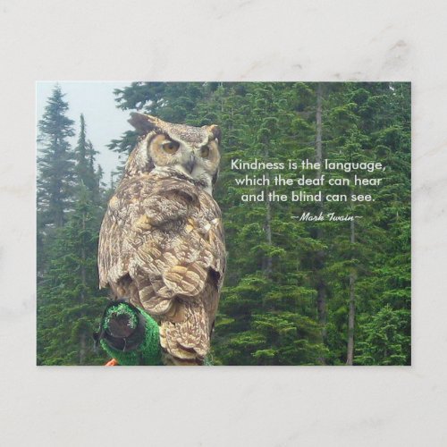 Great Horned Owl Kindness Postcard