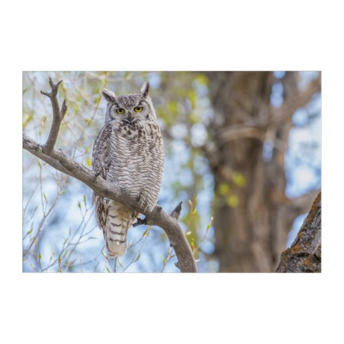 Great Horned Owl  Lincoln County Wyoming Acrylic Print