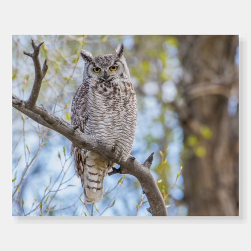 Great Horned Owl  Lincoln County Wyoming Foam Board