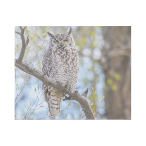 Great Horned Owl  Lincoln County Wyoming Gallery Wrap