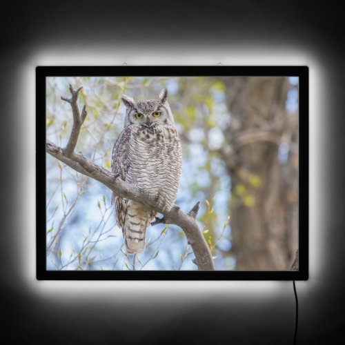 Great Horned Owl  Lincoln County Wyoming LED Sign